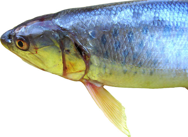 Raiamas bola (Hamilton, 1822)